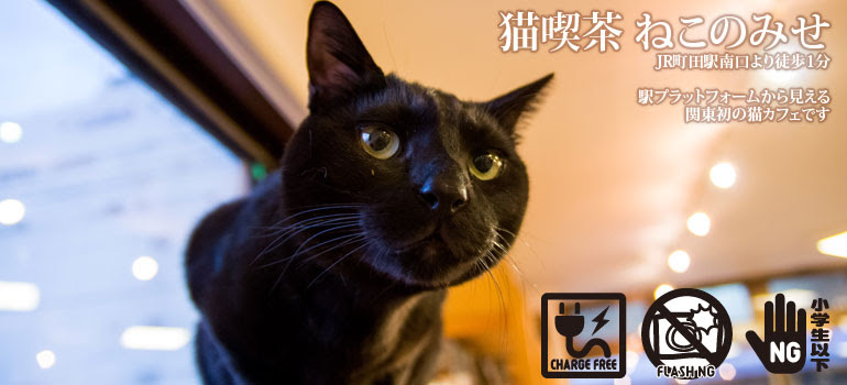 猫カフェ 東京 町田 ねこのみせ