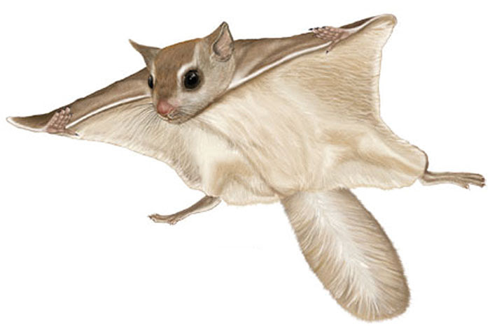 flyingsquirrelencyclopediabritannica  PORTLAND MAGAZINE