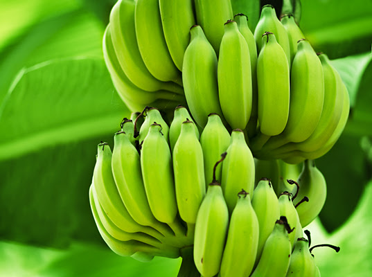 super banana, frankenbanana, super fruit, frankenfruit, super foods, frankenfoods, GMOs, Genetically Modified Foods, Genetically Modified fruits, Genetically Modified bananas, the Bill and Melinda Gates Foundation, beneficial GMOs, Vitamin A bananas, super banana GMOs, genetically modified Vitamin A, Vitamin A deficiency, Vitamin A blindness, preventing Vitamin A deficiency