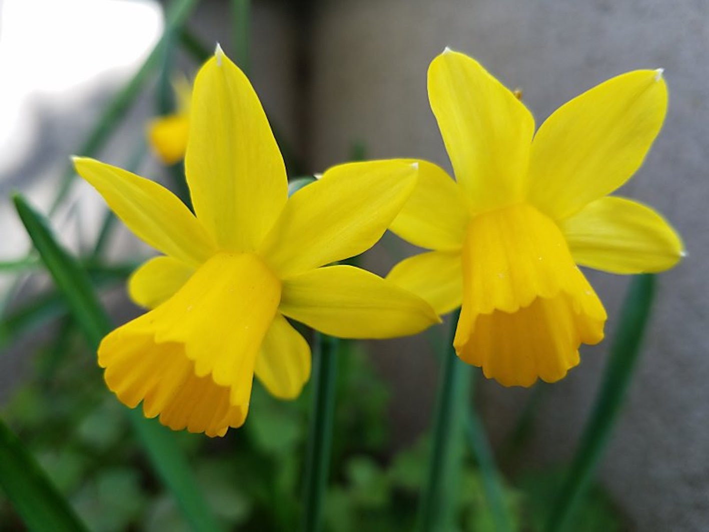 来年も咲かせたい 水仙の花が終わった後の手入れ方法 植物navi
