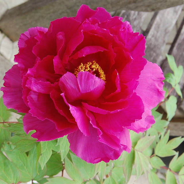 今月のイチオシのお花を見る