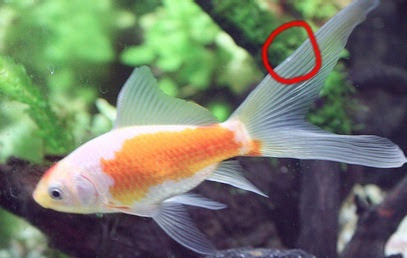 白点 水玉のアクア日和 金魚と水草