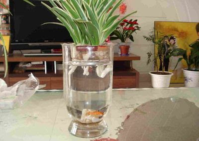 怎样diy水培定植花盆图解教学 废旧物品手工制作 51费宝网