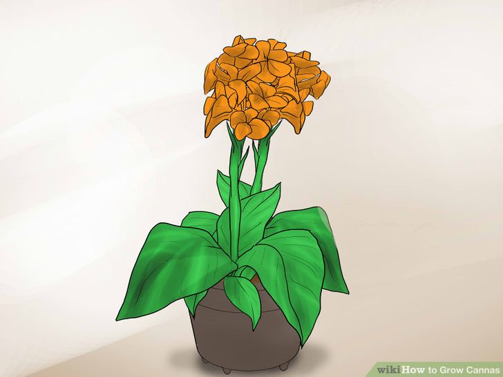 Grow Cannas Step 16.jpg