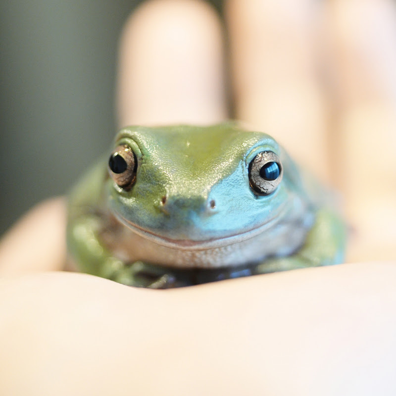イエアメガエルを飼いたい 特徴や飼い方について