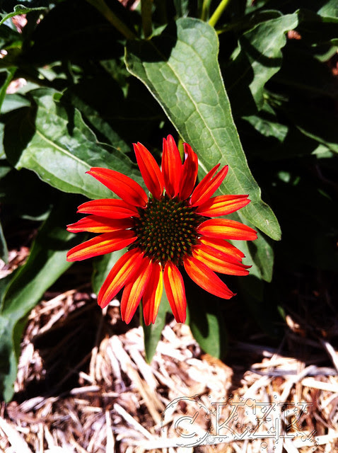 IMG_9864 Tomato Soup Echinacea