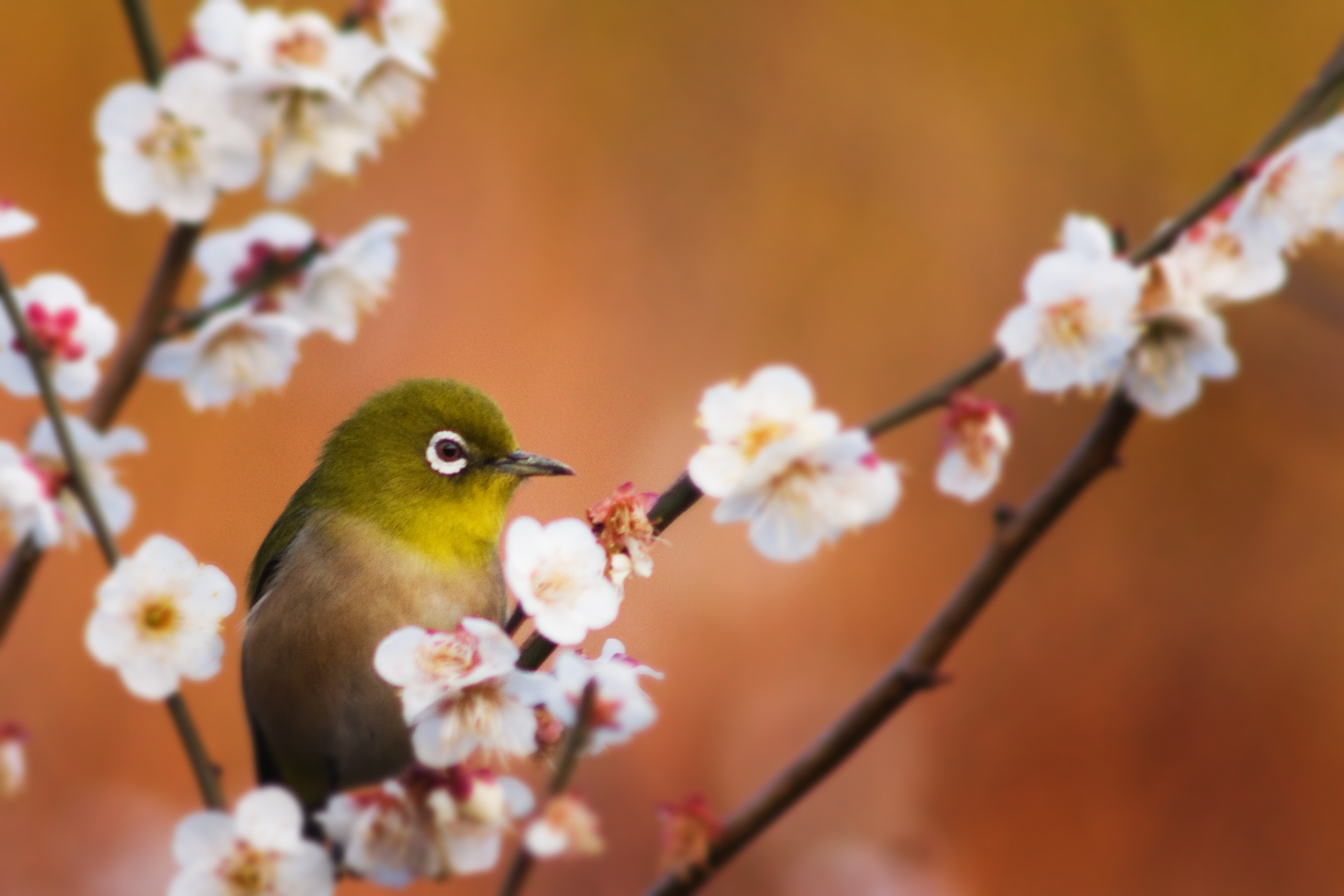 梅の開花 株式会社ミズホ