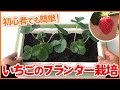 √ イチゴ 苗 増やし方 438342-苺 苗 増やし方
