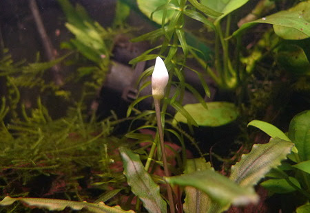 ブセファランドラの水中花 開花 私の趣味 楽天ブログ