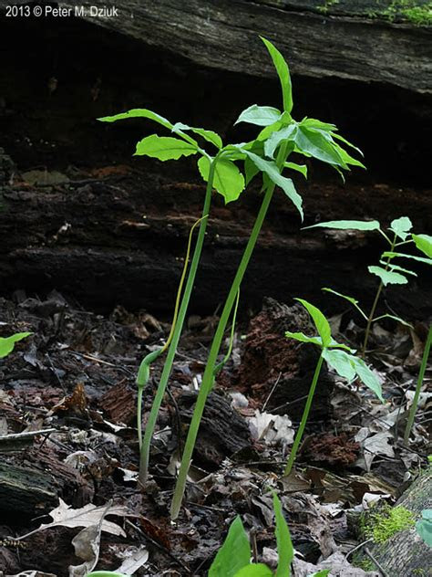 August can be the ideal time to plant another crop of herbs and vegetables. Arisaema dracontium (Green Dragon): Minnesota Wildflowers