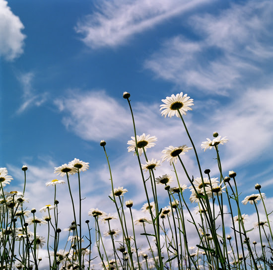 daisies + strawberries