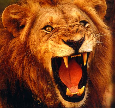 of lions are