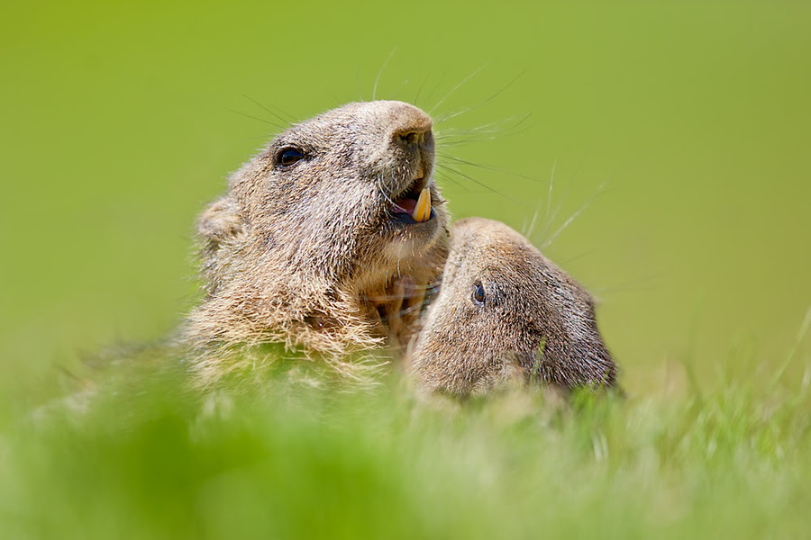 500px favs, rg443