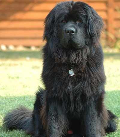 Newfoundland