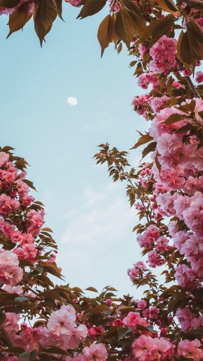 Aesthetic Wallpaper Flowers Pink