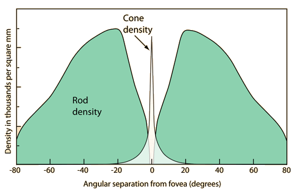 Density of rod and cone cells