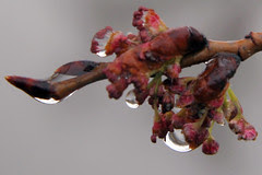 tree blossom drops
