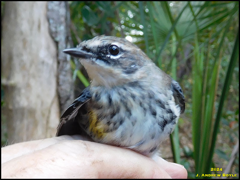 Yellow-rumped Warbler