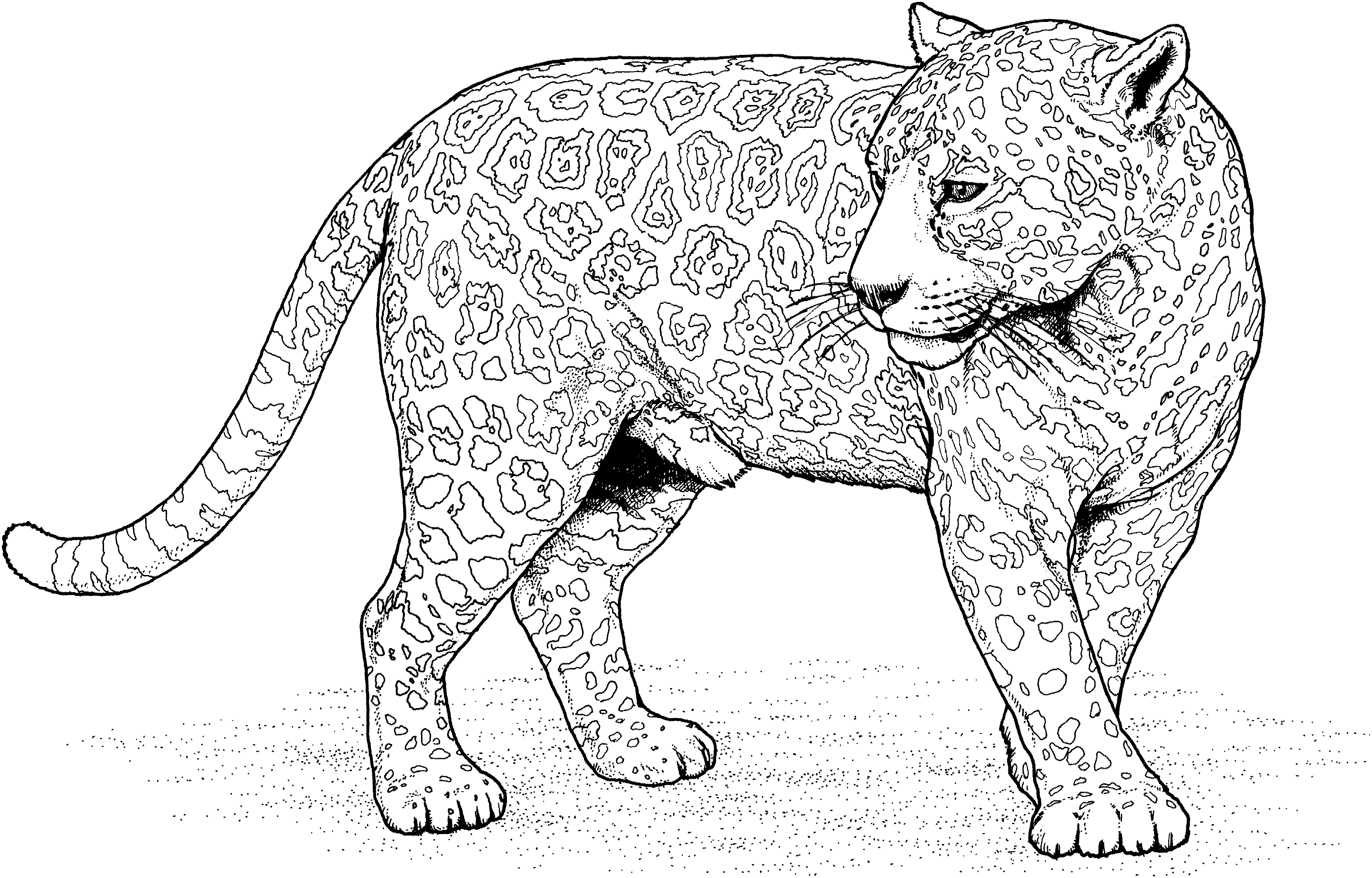 Big Cat Coloring Pages Big Cat Coloring Pages
