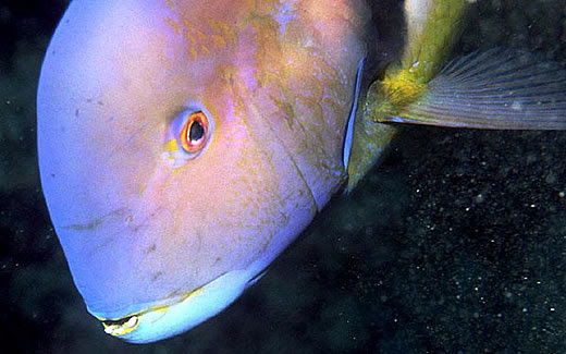 江ノ島小屋の魚図鑑 魚名 あ行 いい