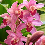 77+ Orchid Flower
