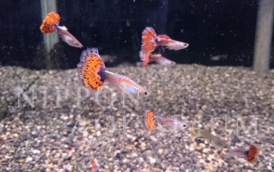 ブルーモザイクグッピー 繁殖 産卵 熱帯魚図鑑 熱帯魚の飼育 混泳 繁殖 病気など