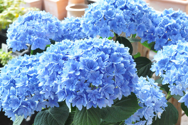 植木鉢で楽しみたい 初夏の花選 うっとりするほど美しい草花たち 植木鉢ナビ