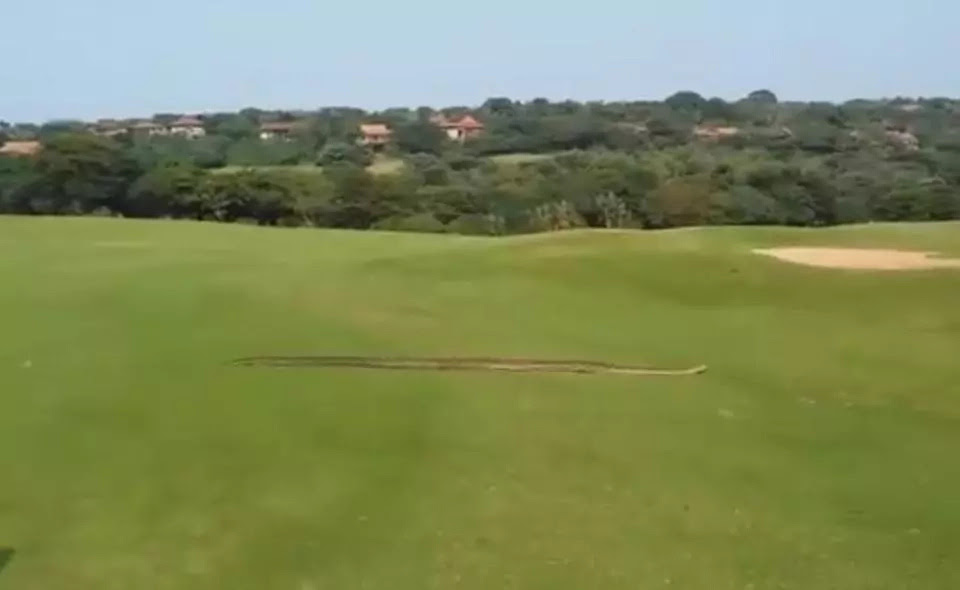Huge python passing through a golf course causes panic (photos, video)