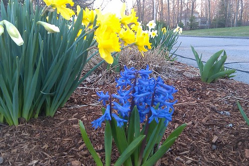 Blossoms