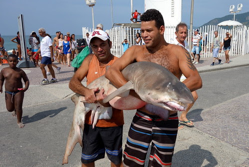 O tubarão do Recreio dos Bandeirantes. by pqueirozribeiro