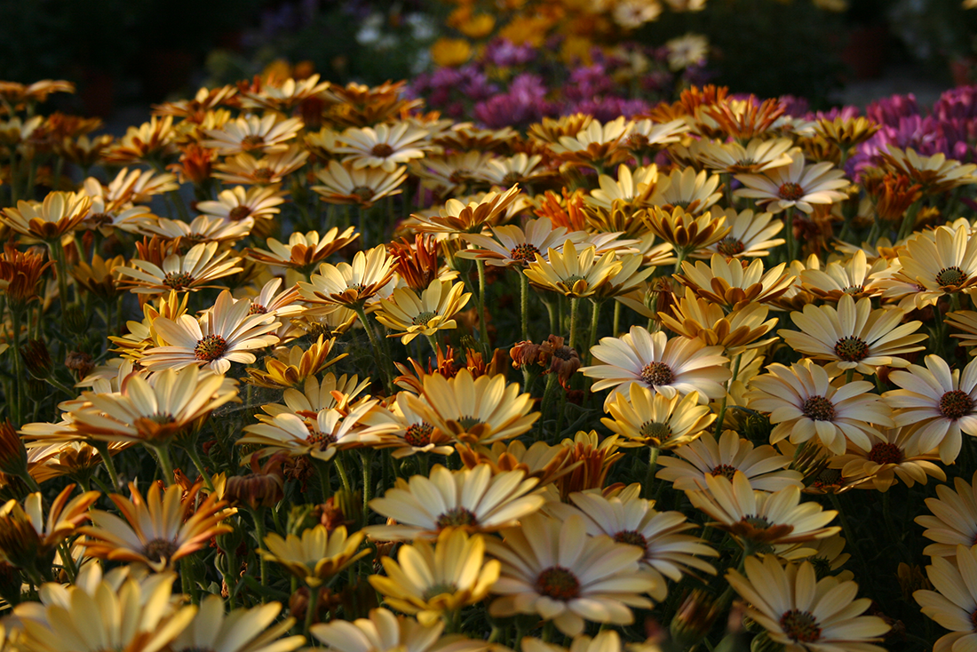 Fiori Tipo Margherite Gialle : Margherite In Vaso : È la ...