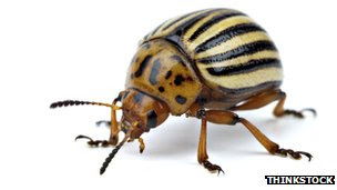 A potato beetle