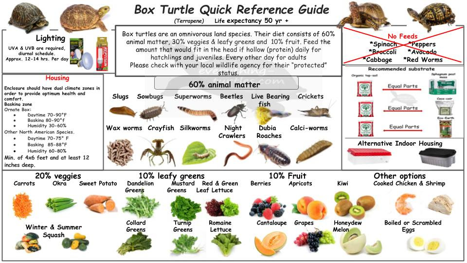 Box Turtle Quick Reference Guide/-/ReptileApartment.com