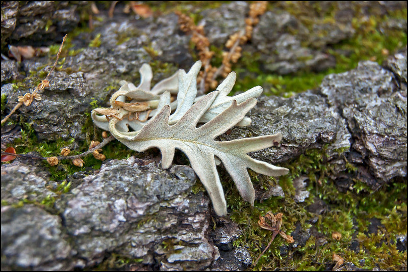 Tiny Oak Leaves