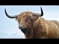 THE MONSTER OF A HIGHLAND BULL HAS ARRIVED