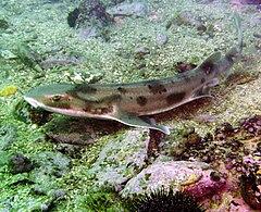 http://upload.wikimedia.org/wikipedia/commons/thumb/a/a0/Carpetshark.jpg/240px-Carpetshark.jpg