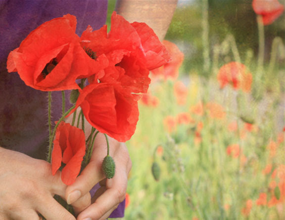 poppies
