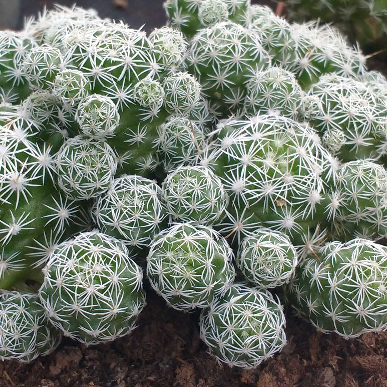 Cactus seco en la base hongo o lingificacion