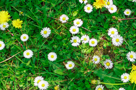 34 Dismiss Turf Herbicide Label Labels Database 2020
