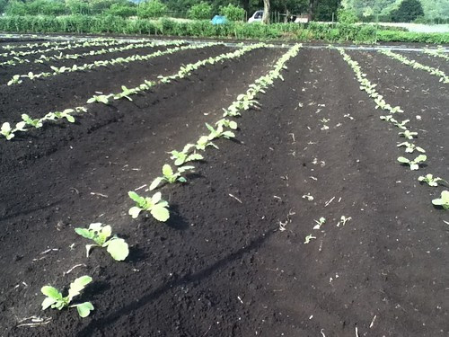 http://farm9.staticflickr.com/8321/8019439852_004436823e.jpg