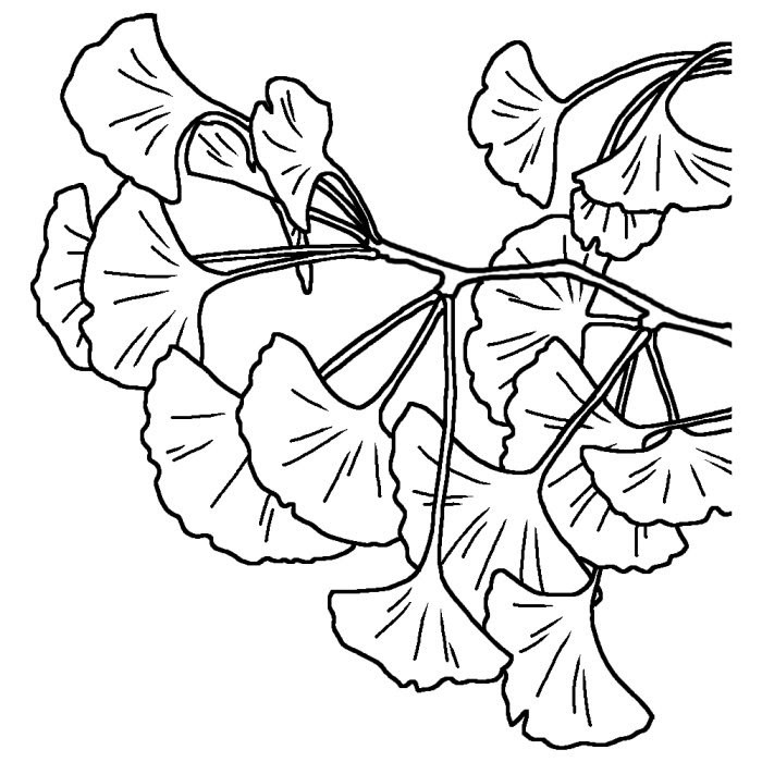 イチョウ 銀杏 白黒 大阪府の木 都道府県の木 花 鳥イラスト素材