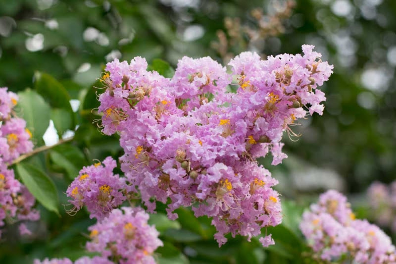 サルスベリ 花を楽しむブログ
