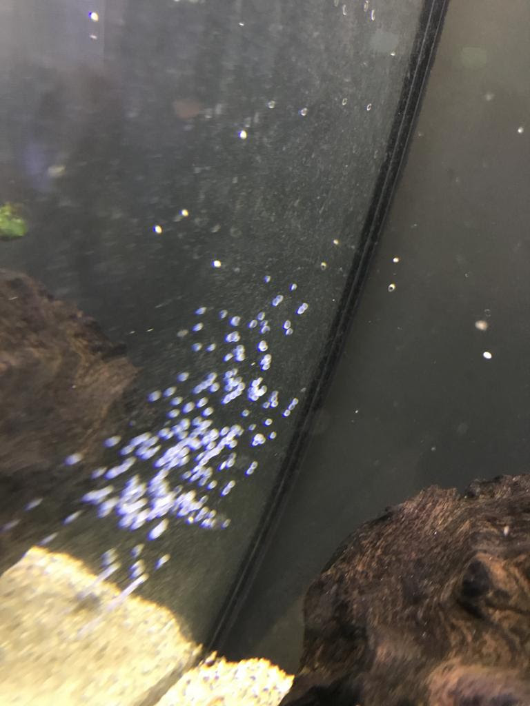 日淡水槽の壁面に卵 貝じゃないと思う モツゴ 金魚 アクアルバム