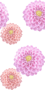 スマホ用ページ ダリアの花 ダリヤの花 テンジク ボタンの壁紙 条件付フリー素材集