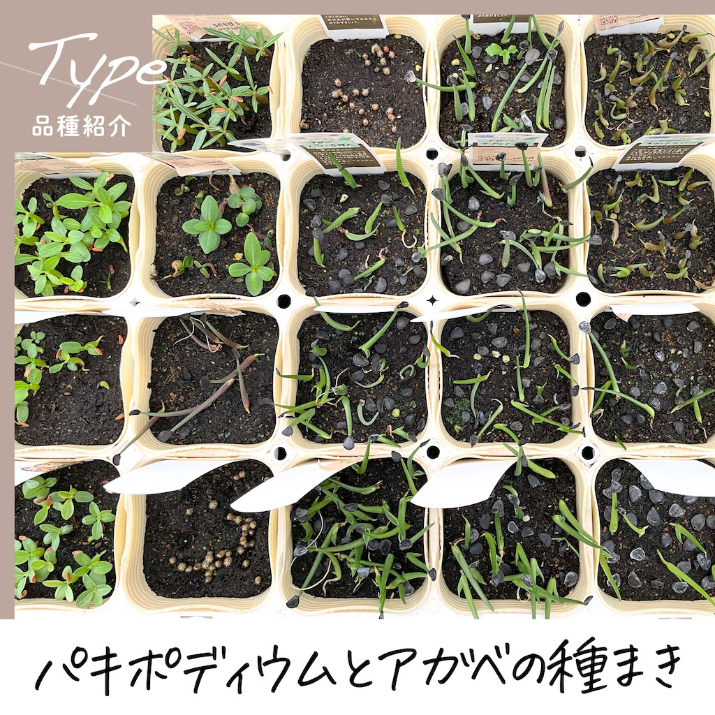 パキポとアガベの種まき アトリエnana