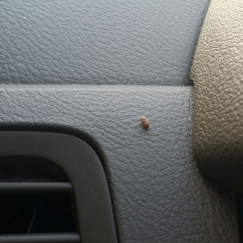 What's This Bug? Tiny Brown Flying Bugs In Car | BugOfff.com What's This Bug? Tiny Brown Flying Bugs In Car | BugOfff.com