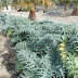 Artichoke Plants Online / Globe artichokes are grown for their tender leaves and hearts which are one of the true delicacies in the vegetable world.