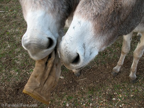 The Daily Donkey 35