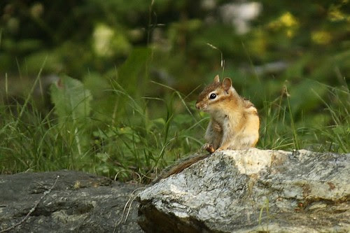 Chipmunk (3)