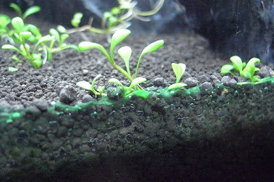 コケとの闘い その後の光景 私の未熟さを後悔します I Regret The Inexperience